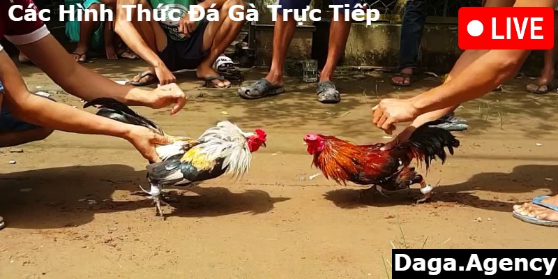 Các Hình Thức Đá Gà Trực Tiếp