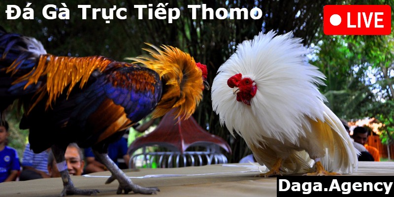 Đá Gà Trực Tiếp Thomo